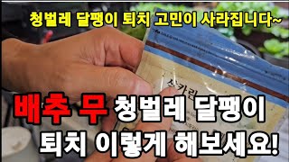 배추 무" 청벌레! 달팽이! 퇴치 이렇게 하면 고민이 해결됩니다!(명절선물 댓글 이벤트)#천연살충제 #청벌레…