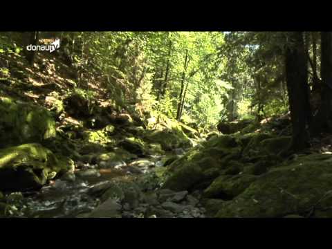 Natur & Wandern in Spiegelau