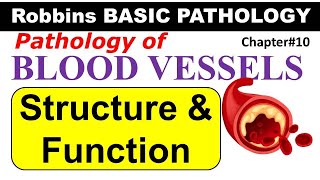 Ch12 | Structure & Function of Blood Vessels | Blood Vessel Pathology | Robbins Lectures
