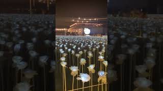 10,000 Roses in Cordova Cebu