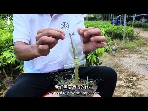 Chinese Kynam Agarwood 嫁接奇楠沉香-Grafting the Kinam oud trees.طريقة تطعيم العود