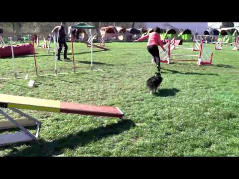 agility 2015_e.c.Geispolsheim