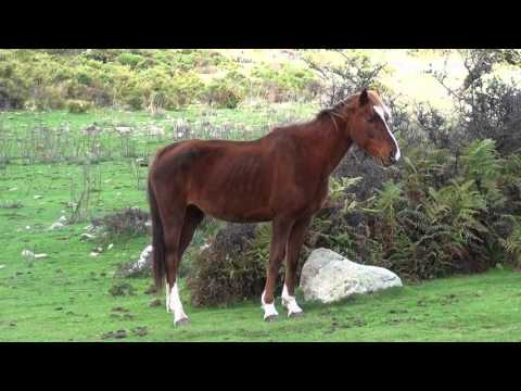 Sardegna: Una Cartolina da Urzulei & Telettotes