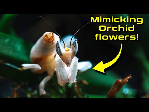 Building exotic planted terrarium for ORCHID MANTIS featuring NEW SKYLIGHT PR2.Q LED LAMP