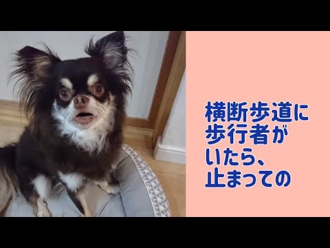 ワンワンU・x・Uお悩み相談室3️⃣4️⃣〜福井市「茶々まろくん」#横断歩道を通る時は歩行者の有無をしっかり確認👀