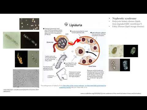 RENAL DIAGNOSTICS 2023