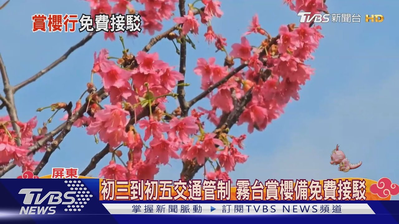 初三出遊!東琉線、華僑市場人爆滿 櫻花季尾聲山區交通平順