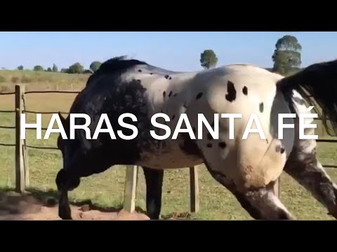 , title : 'Appaloosa Horses of Haras Santa Fe PART TWO'