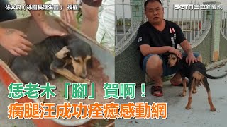 恁老木「腳」賀啊！　瘸腿汪成功痊癒感動網