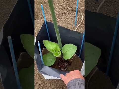 効果的な予防と同時に苗木をケラコオロギから守るにはどうすればよいでしょうか?  庭園