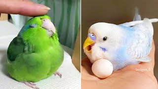 Smart And Funny Parrots Parrot Talking Videos Compilation (2024) - Cute Birds #26