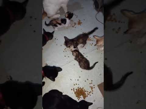 marami na siyang inampon ....saan na kaya Plano niya ipanglagay Ang mga mingming na Ito.