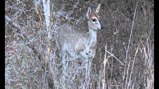 preview picture of video 'Southern Africa Mammals: Grey Duiker'