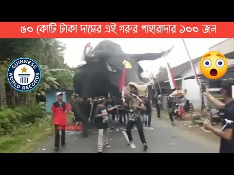 , title : '১০ দেশের সেরা ১০ টি গরু | Bulls | Cattle | Kurbani Big Cow | Hero Alom | Lifestyle 2million'