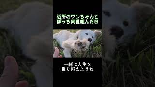 ぼっち同盟#近所の犬#犬好き#動物癒し#夕陽#ひとりぼっち#日常#疲れた時#癒される#元気がない時