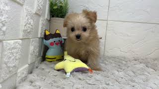 ハーフ犬の動画01