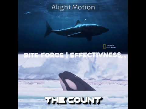 Great White Shark VS Orca Killer Whale (SAME SIZE) #shorts