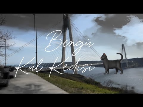 Bengü / Kül Kedisi