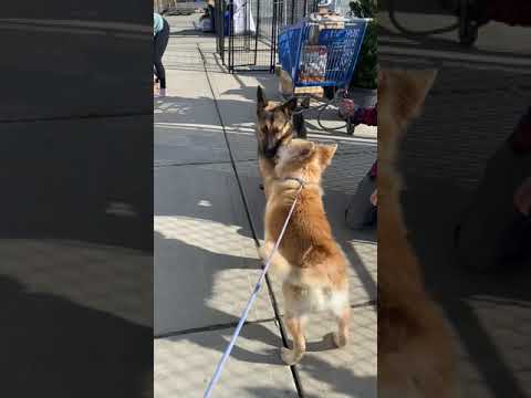 Marshall, an adopted German Shepherd Dog in Long Beach, NY_image-1