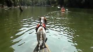 preview picture of video 'Ty the Kayaking Dog'