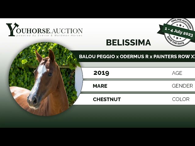 Belissima under the saddle