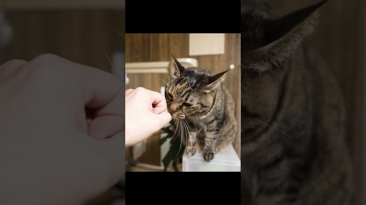 世界一優しい猫パンチ #shorts