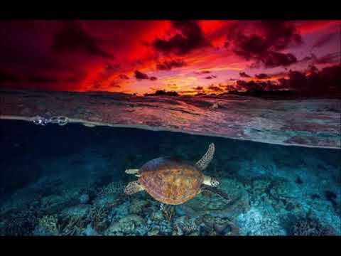 Dan Patlansky - Only an Ocean