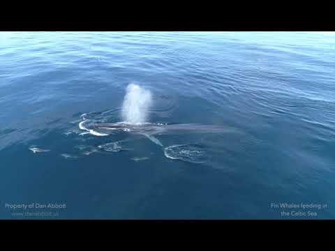 Fin whales feeding in the Celtic Sea | Drone | 4k