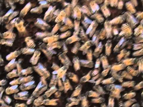 download lagu mp3 mp4 Bee Exterminator Los Angeles, download lagu Bee Exterminator Los Angeles gratis, unduh video klip Bee Exterminator Los Angeles
