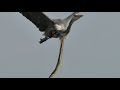 The Great Eel Escape