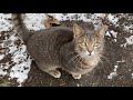 Wonderful Stray Gray Tabby Cat With Cute Eyes Cats Around Us