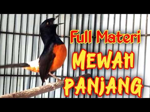 PANCINGAN MURAI BATU GACOR FULL ISIAN MEWAH, SEKALI DENGAR MURAI APAPUN EMOSI NAIK NEMBAK panjang