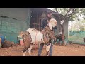Saste Bakre Paehue Ek Baar Phir Al Ajwa Goat Farm Padgha Bhiwandi | Salman Bhai.