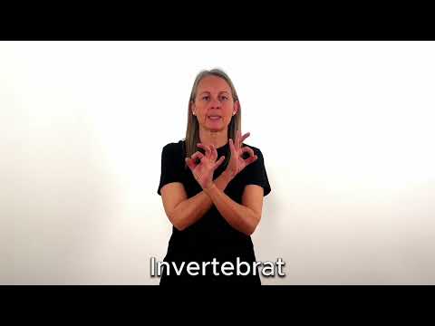 Invertebrat - LSC