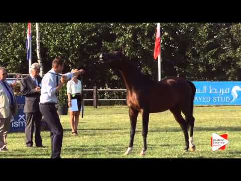 N.97 FORELOCKS SHAHEEN - Ströhen 2015 B-Show - Colts 2 years old (Class F)