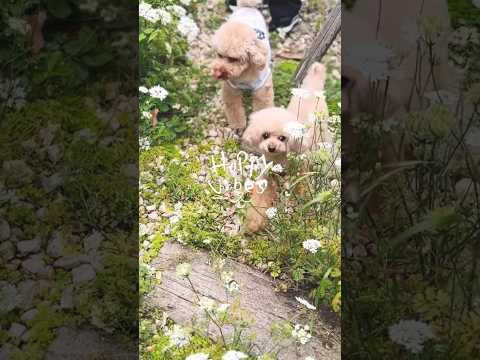 見分け方は、オジロアカシッポが食べるものを飼いならすことができますか？