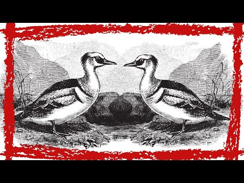 Smew Mergellus albellus hlas a volanie