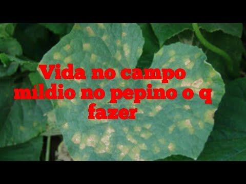 , title : 'Míldio e oídio em pepino'