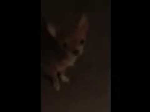 The Lucy and Carleigh Show