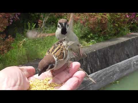 餌を貰いに来るすずめ達 20210502pm 12（水上橋）