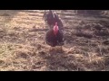 Rooster calls his Hens over to eat bugs
