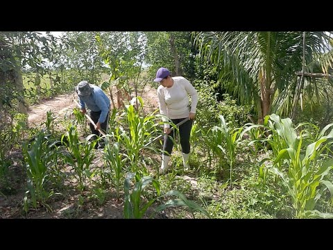 Mais um dia de lida Aqui na roça adubando e limpando milho