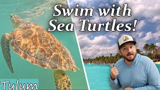 Swim with Sea Turtles at this Amazing Beach Near Tulum, Akumal Mexico