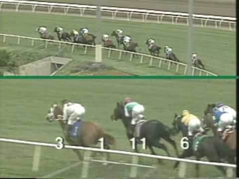 Cigar: 3rd start - May 23, 1993 - Allowance