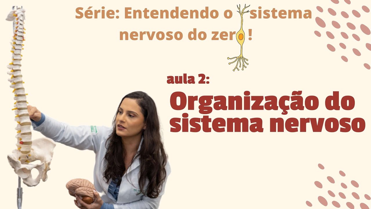 Entenda o sistema nervoso DO ZERO: Aula 2 - Organização do Sistema Nervoso