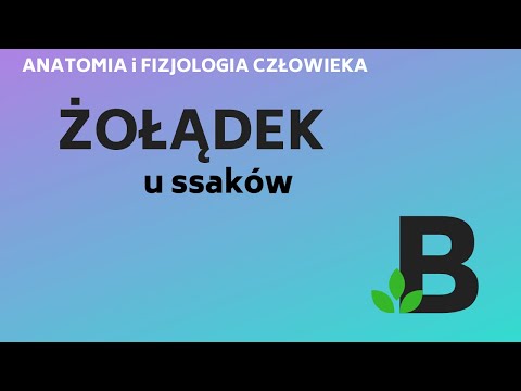 , title : 'ŻOŁĄDEK u ssaków budowa i funkcje - ANATOMIA i FIZJOLOGIA człowieka - KOREPETYCJE z BIOLOGII - 255'