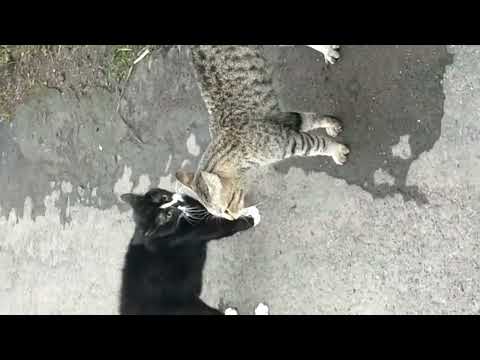 #kucing Kucing Kok iso Meso "JANCOK JARAN"