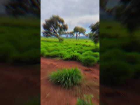 FAZENDA COM 536 ALQUEIRES À VENDA EM PINDORAMA - TO | OPORTUNIDADE ÚNICA