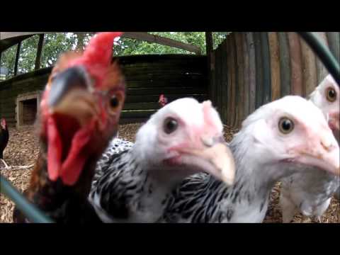 Fiks Fare Highlights, 01/02/2016 - Pjesa 2