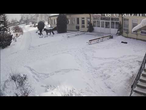 koń tadzik i kung fu